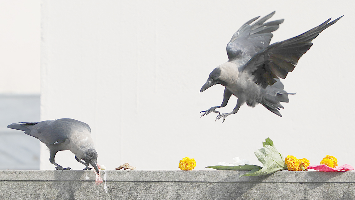 यमपञ्चकको दोस्रो दिन आज काग तिहार मनाइँदै